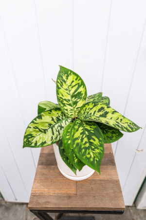 Homalonema Camouflage