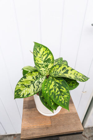 Homalonema Camouflage