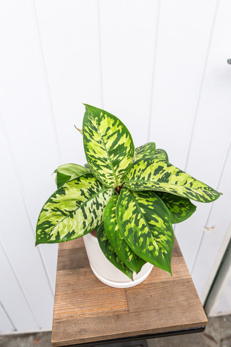 Homalonema Camouflage