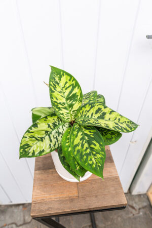 Homalonema Camouflage