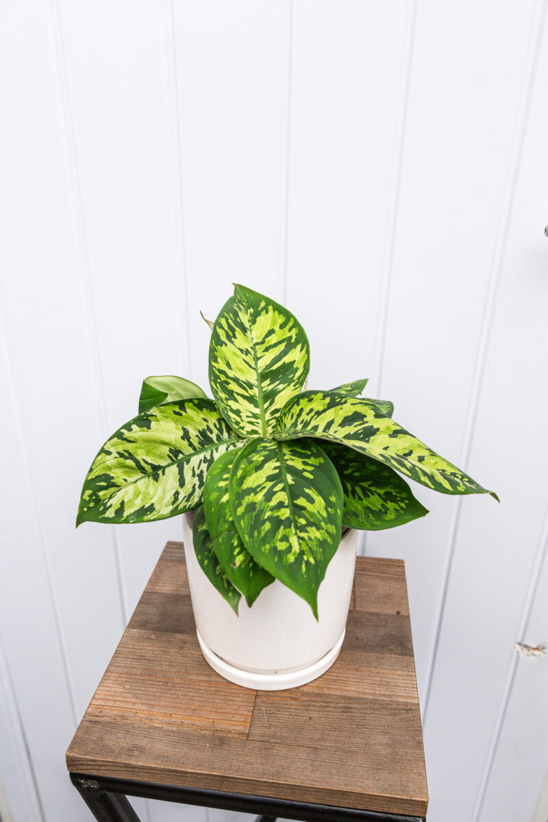 Homalonema Camouflage