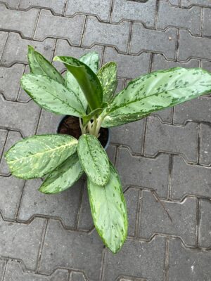 Aglaonema Royal Diamond