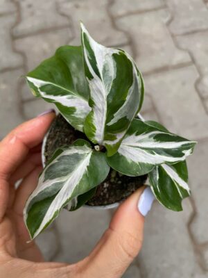 calathea white fusion