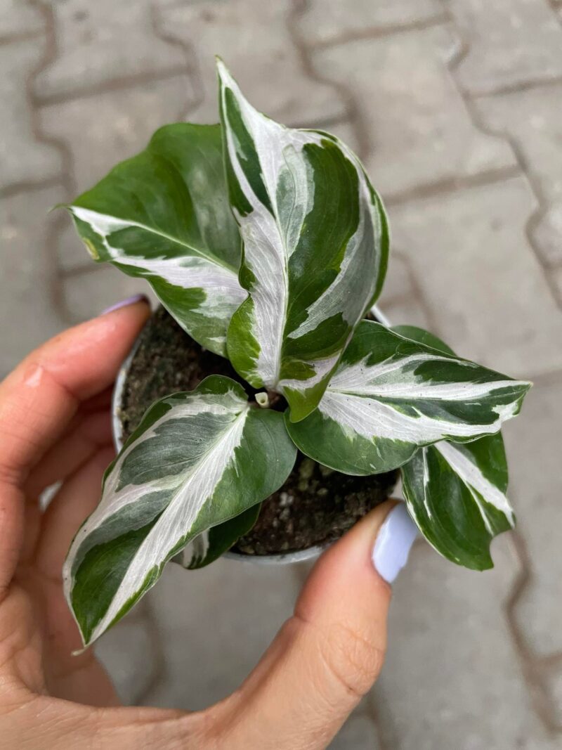 calathea white fusion