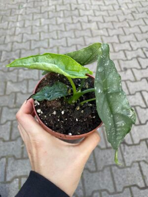 Alocasia Heterophylla dragon’s breath