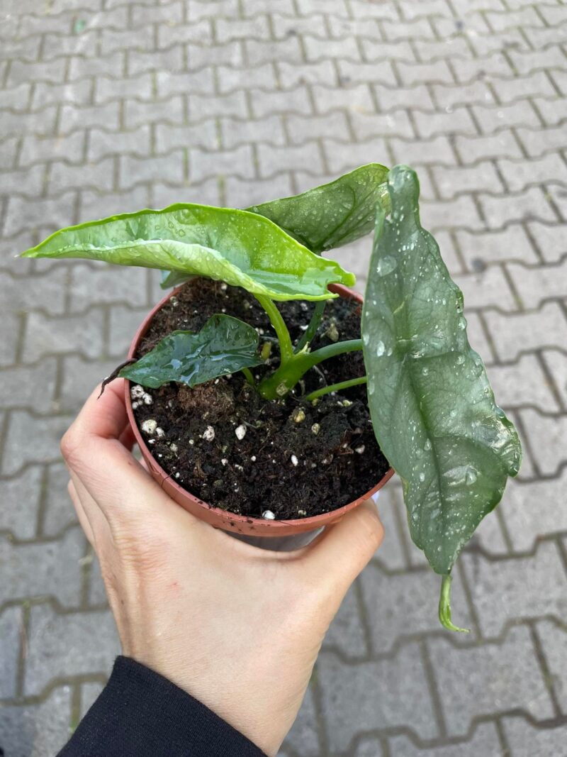 Alocasia Heterophylla dragon’s breath