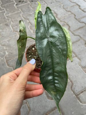 Alocasia Heterophylla dragon’s breath
