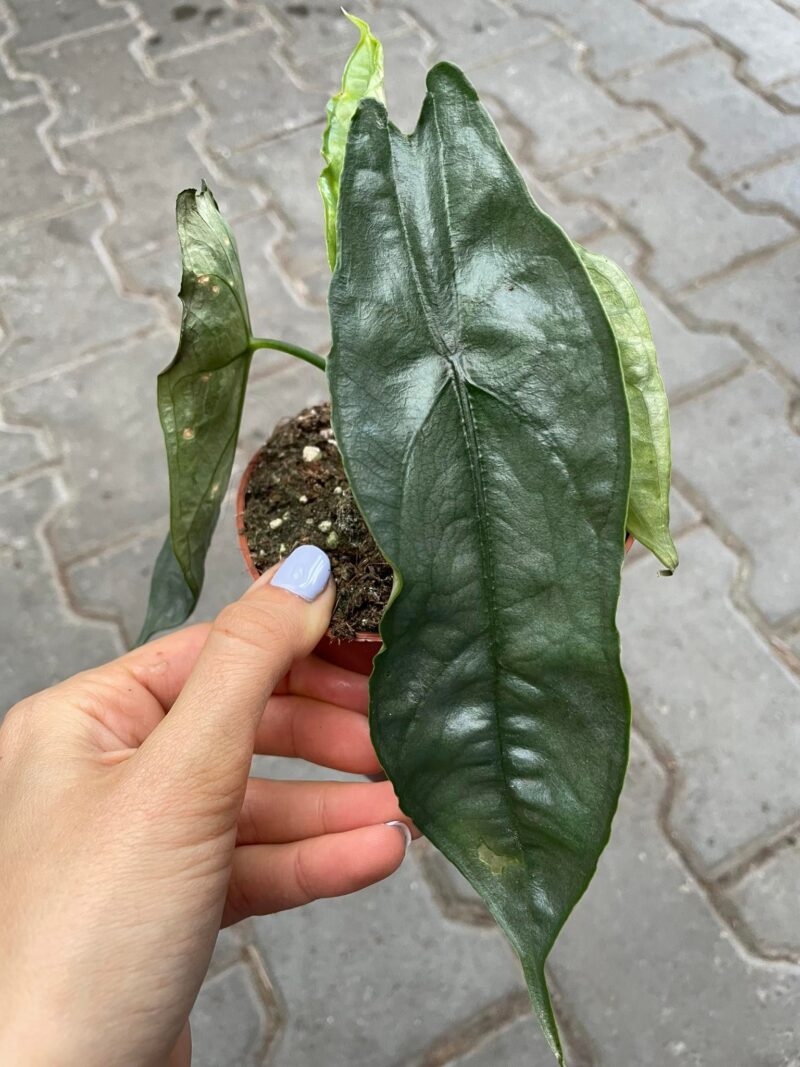 Alocasia Heterophylla dragon’s breath