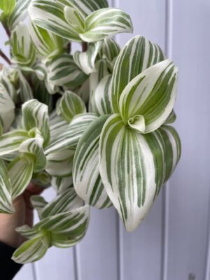 Tradescantia ‘Brightness’ Trzykrotka Variegata