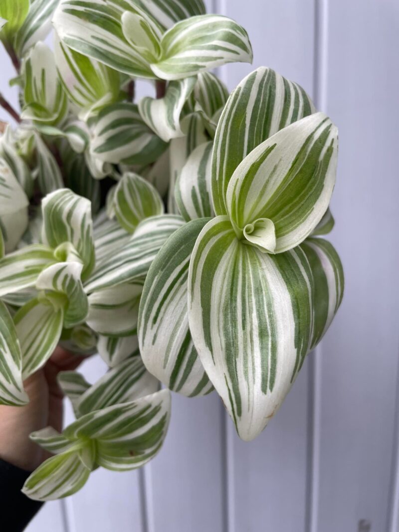 Tradescantia ‘Brightness’ Trzykrotka Variegata