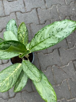Aglaonema Royal Diamond