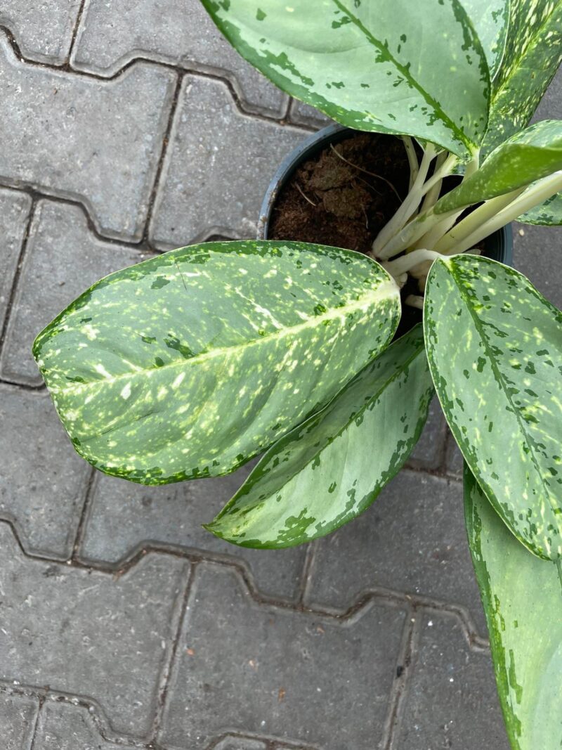 Aglaonema Royal Diamond