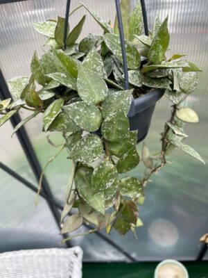 Hoya lacunosa Splash