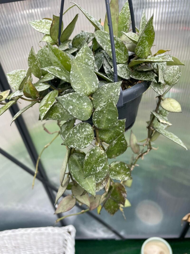 Hoya lacunosa Splash