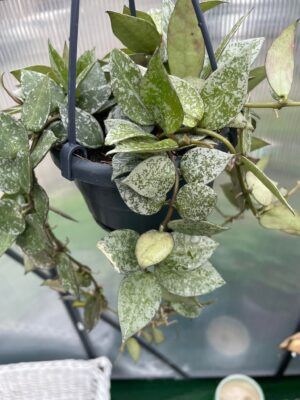 Hoya lacunosa Splash