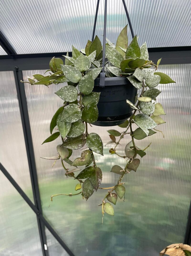 Hoya lacunosa Splash