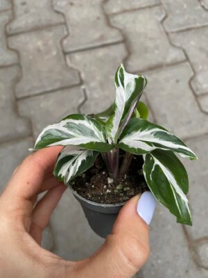 calathea white fusion