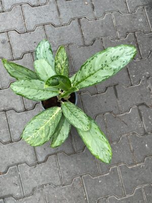 Aglaonema Royal Diamond