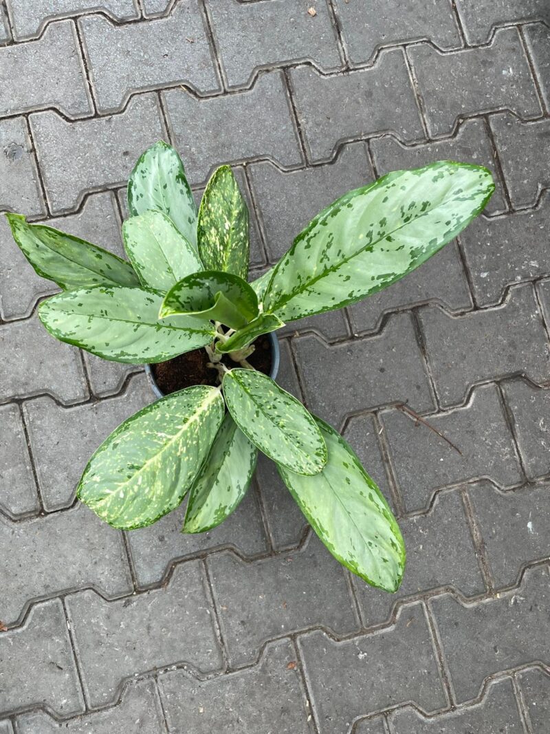 Aglaonema Royal Diamond