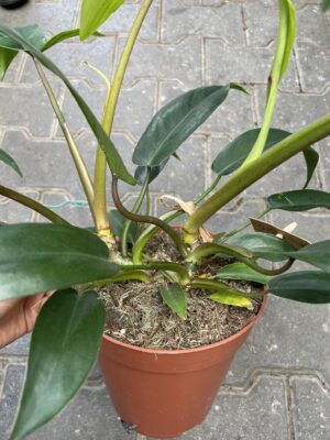 philodendron 69686