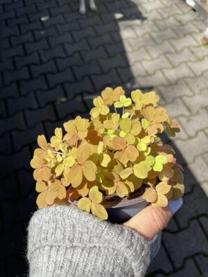 Oxalis Gold