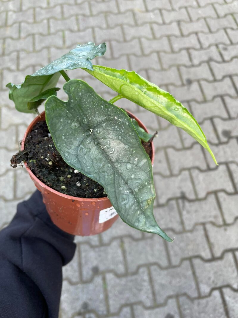 Alocasia Heterophylla dragon’s breath