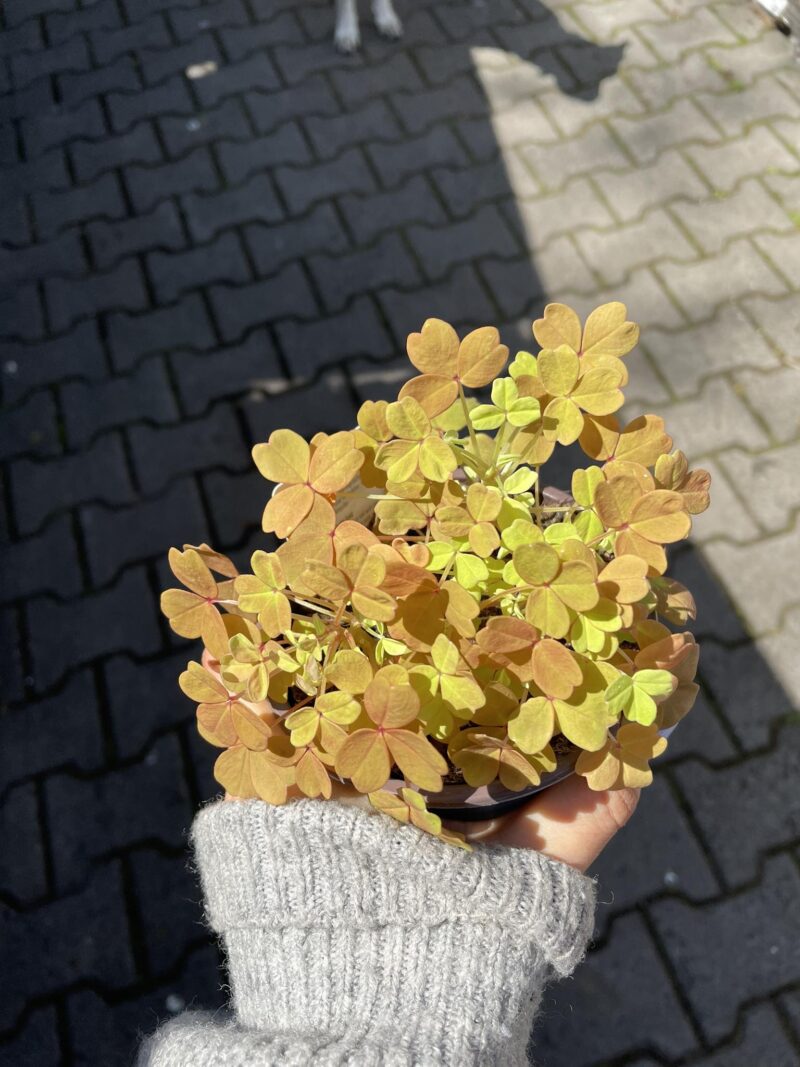 Oxalis Gold