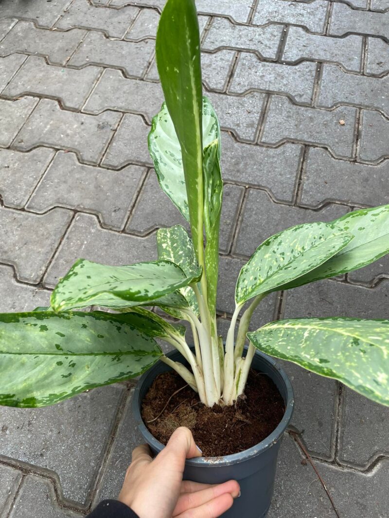 Aglaonema Royal Diamond