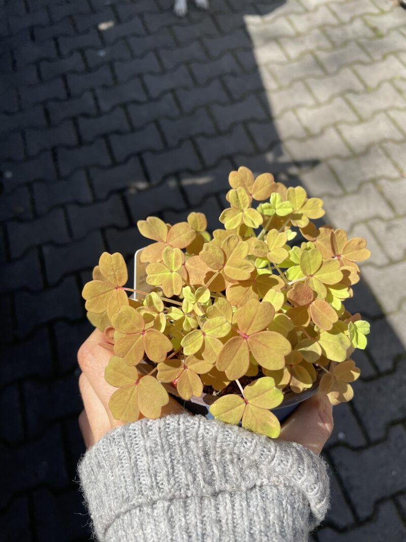 Oxalis Gold