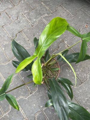 philodendron 69686