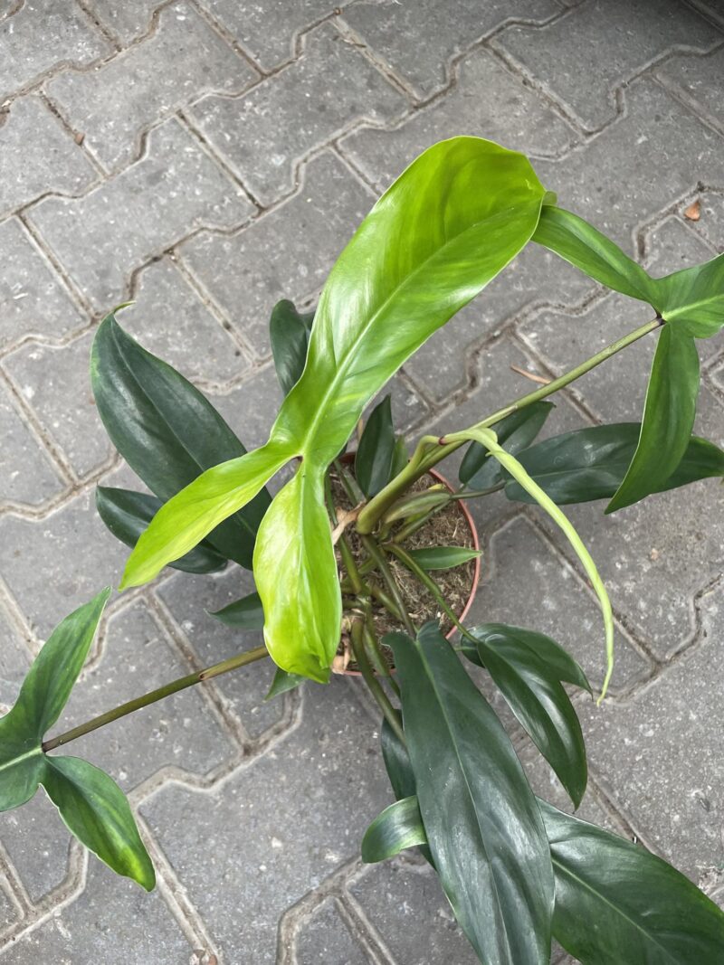 philodendron 69686