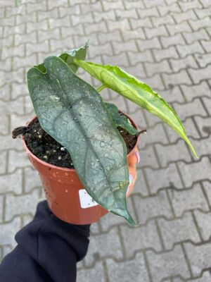Alocasia Heterophylla dragon’s breath