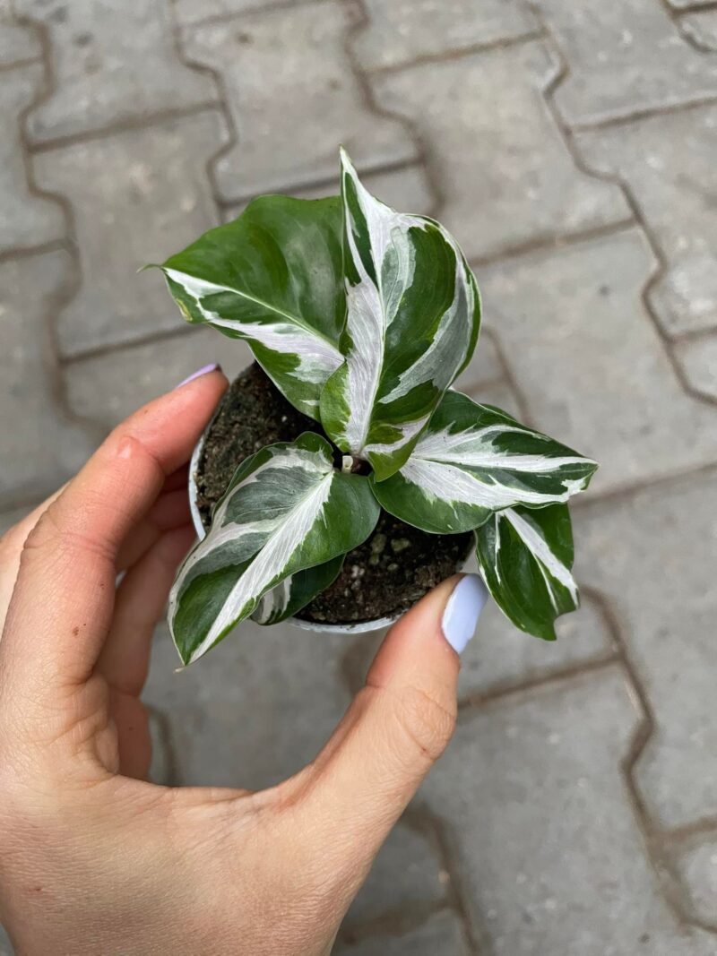 calathea white fusion
