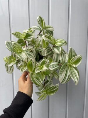 Tradescantia ‘Brightness’ Trzykrotka Variegata