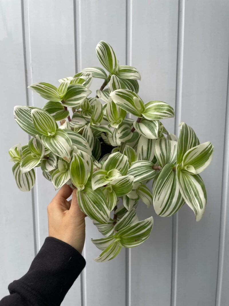 Tradescantia ‘Brightness’ Trzykrotka Variegata