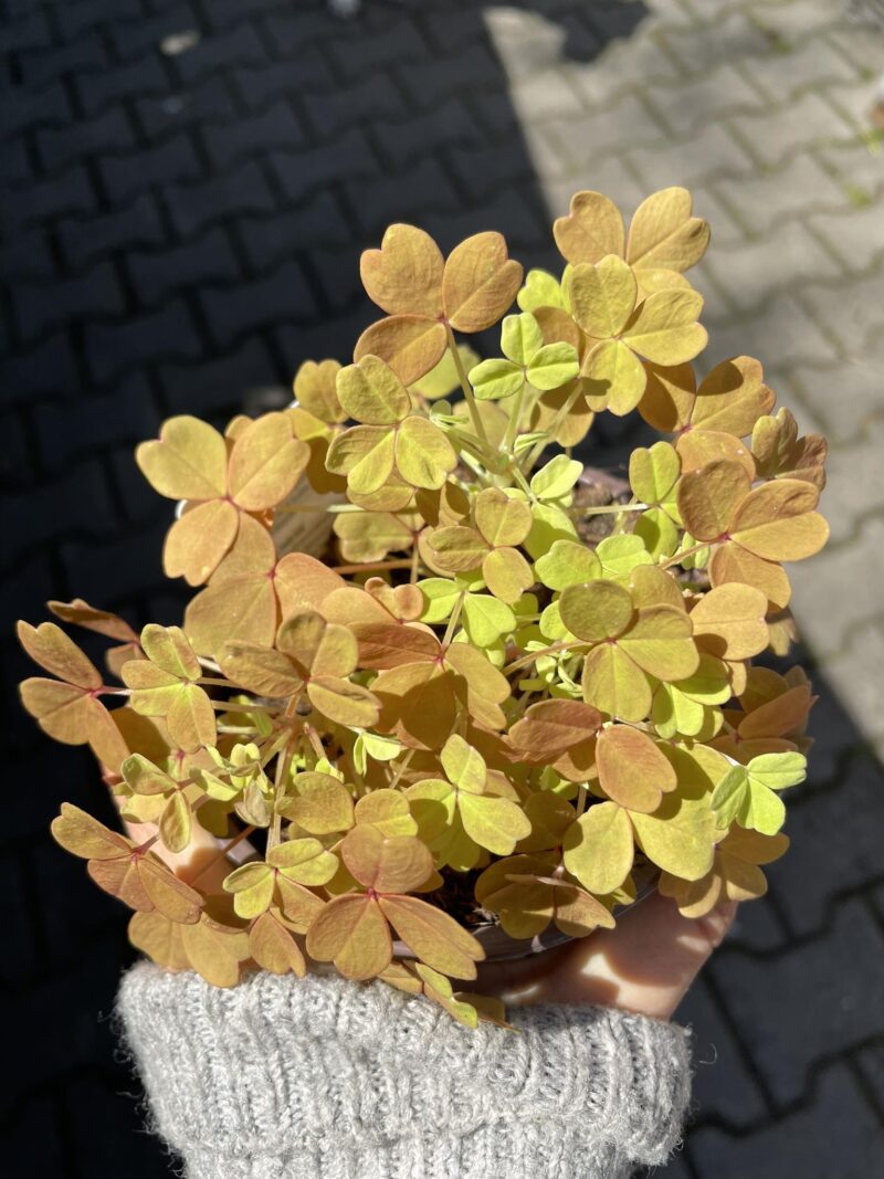 Oxalis Gold
