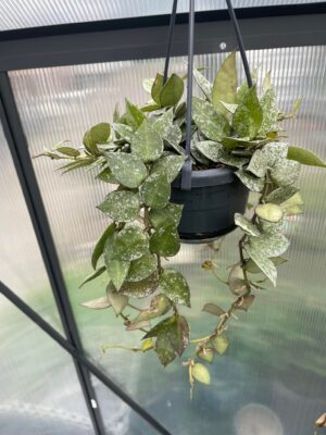 Hoya lacunosa Splash