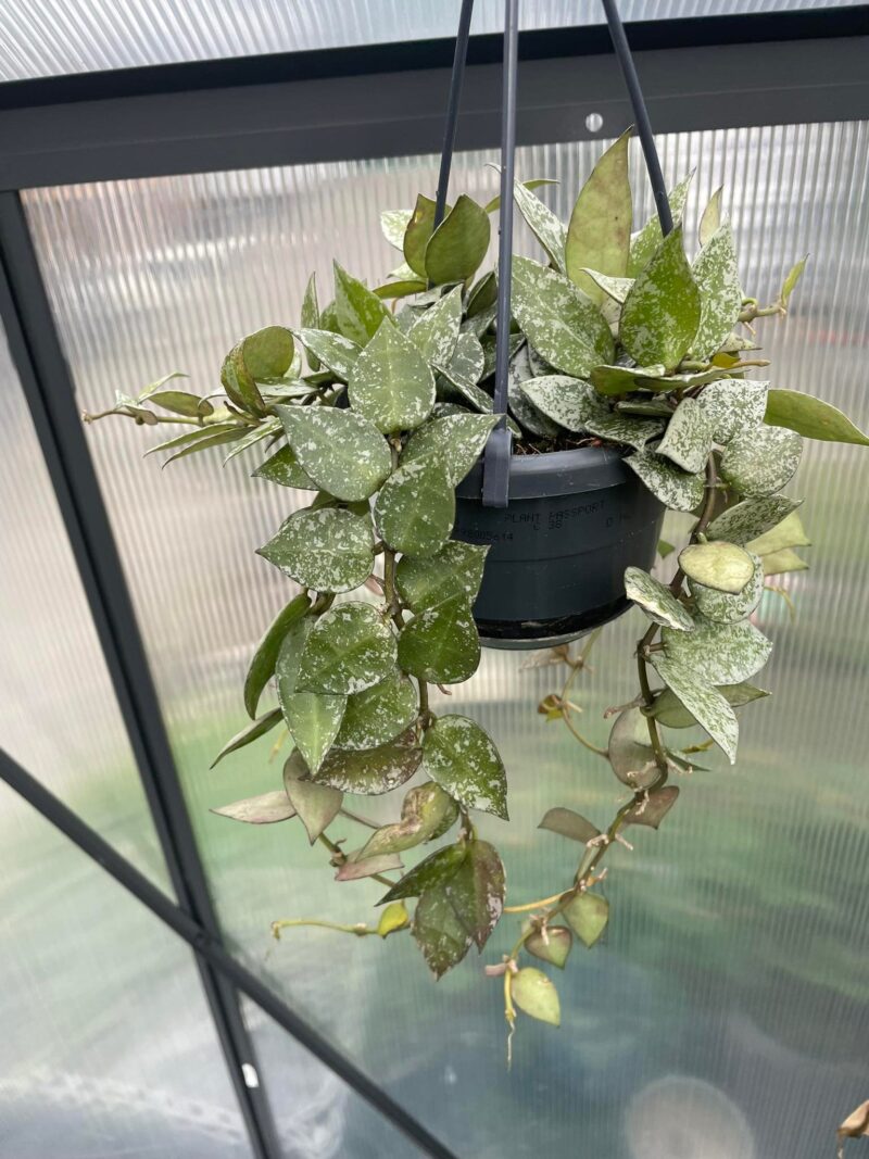 Hoya lacunosa Splash