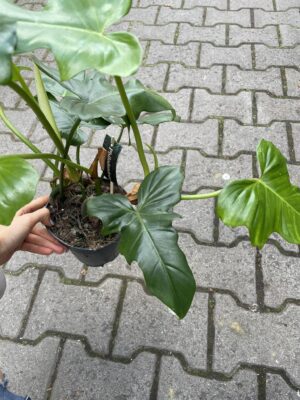 Philodendron Dragon