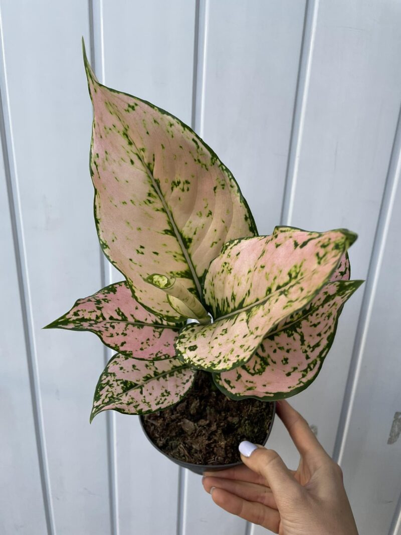 Aglaonema rose