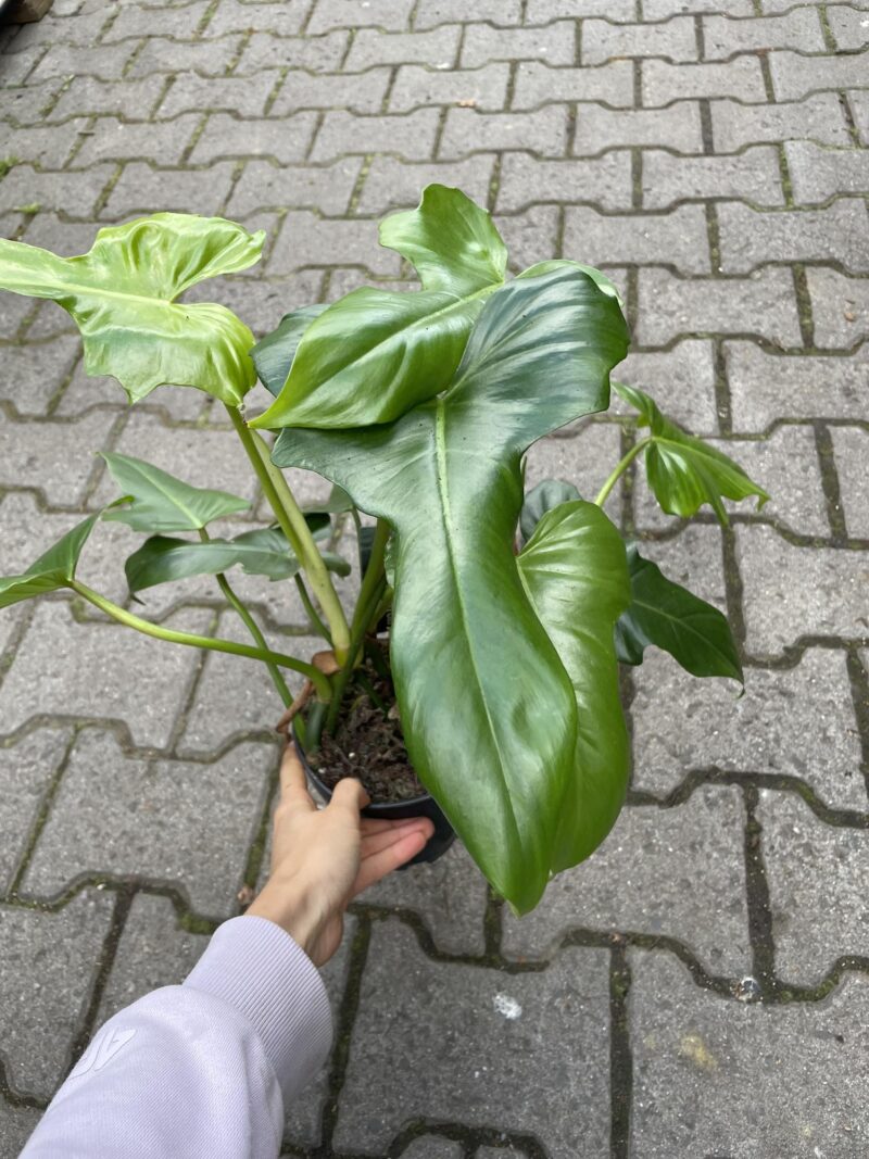 Philodendron Dragon
