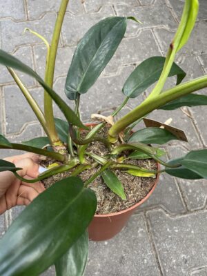philodendron 69686