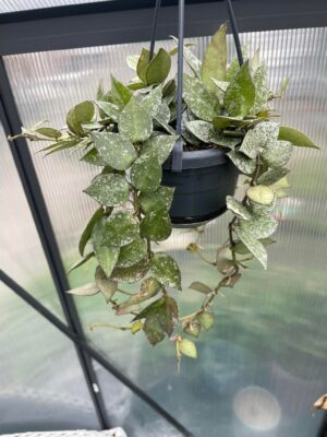 Hoya lacunosa Splash