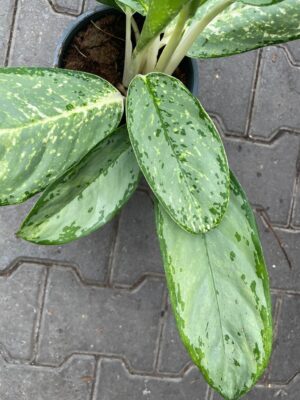 Aglaonema Royal Diamond