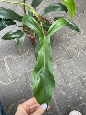 philodendron 69686