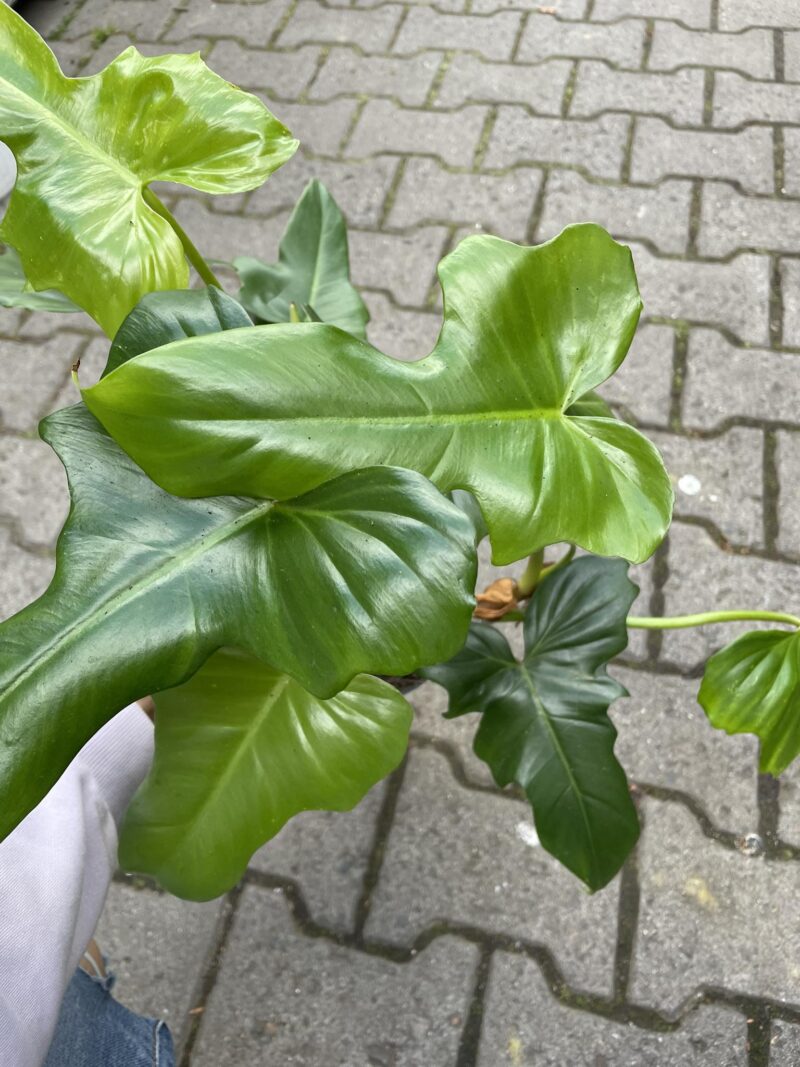 Philodendron Dragon