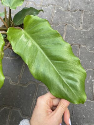 philodendron jungle fever