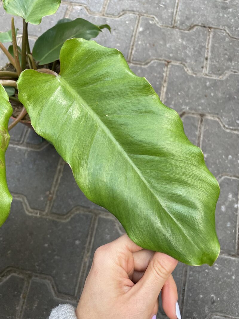 philodendron jungle fever