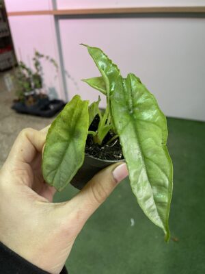 Alocasia Heterophylla dragon’s breath