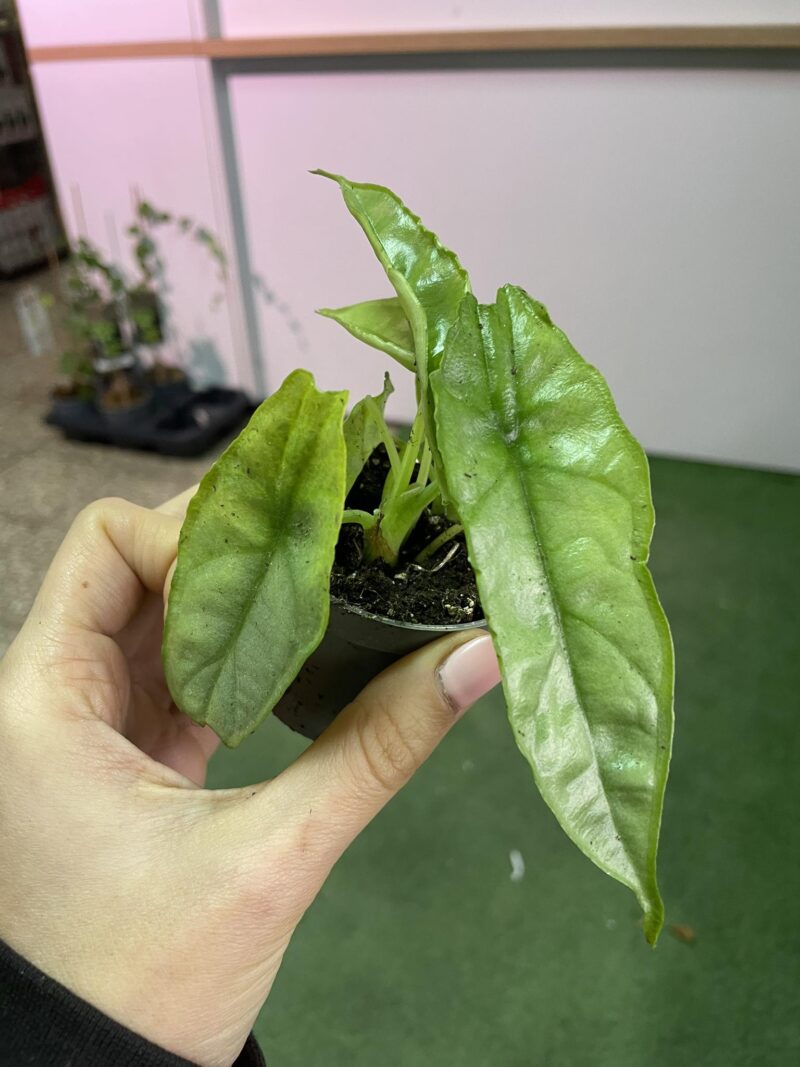 Alocasia Heterophylla dragon’s breath Alocasia Heterophylla dragon’s breath